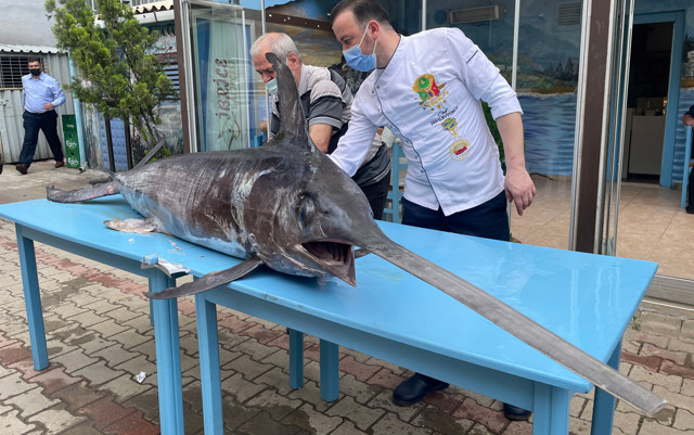 Saros Körfezi’nde yakalandı 90 kilogram ağırlığında boyu 3 metre - Resim: 0