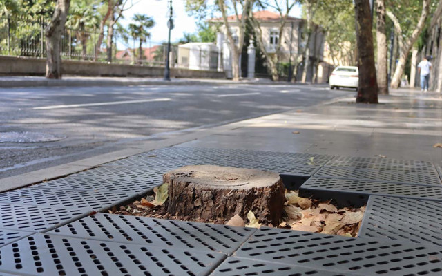 İBB'nin kestiği çınar ağaçlarının yerine diktiği fidanlar da kurudu - Resim: 0