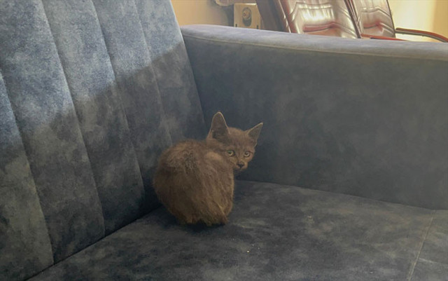 Erzurum'da aracın altına giren kedi bakın hangi ilde farkedildi - Resim: 0