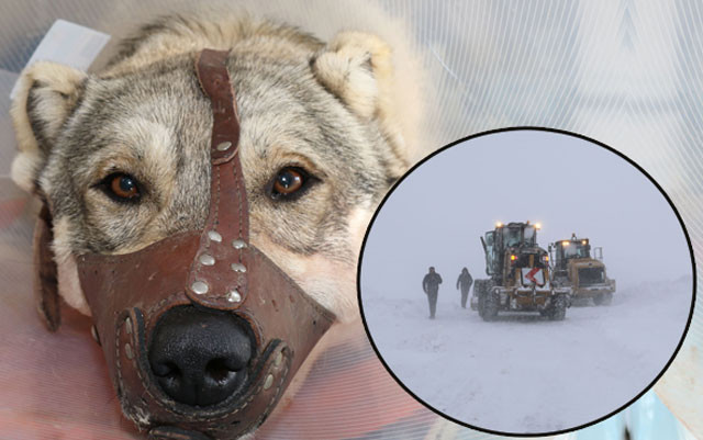 Sahibi kanlar içinde buldu köpeğin vücuduna saplanmış onlarca... - Resim: 1