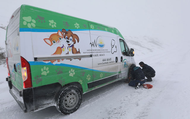 Sahibi kanlar içinde buldu köpeğin vücuduna saplanmış onlarca... - Resim: 2