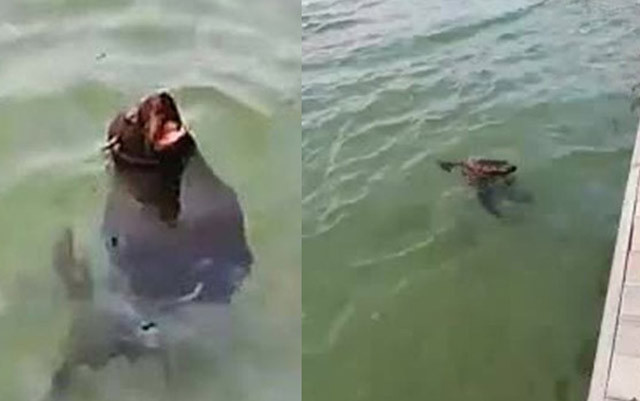 Dünyada sadece 500 tane kaldı Türkiye'de görüldü! 1,50 metre uzunluğunda... - Resim: 1