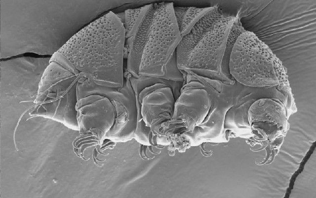 Dünya'da uzaylıların gerçek olduğunu düşündüren 6 tuhaf yaratık - Resim: 4