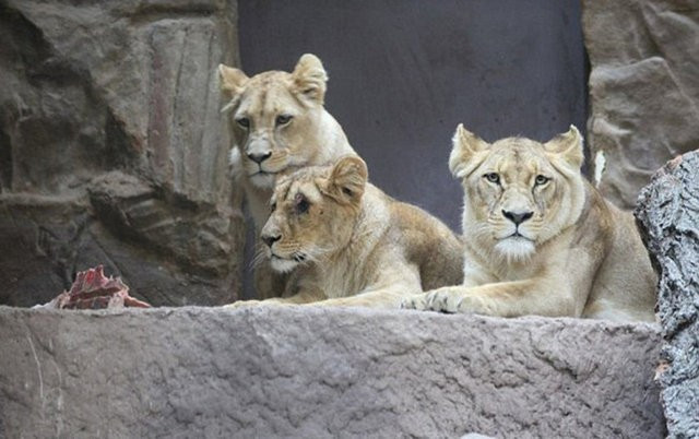 Bu olayın eşi benzeri yok! Görenler küçük dilini yuttu - Resim: 1