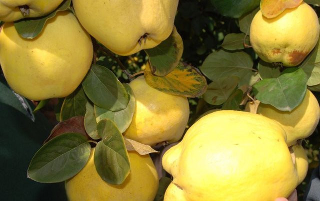 Şimdi tam mevsimi! Ayvanın faydalarına şaşırcaksınız - Resim: 1