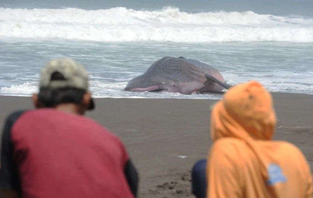 Ürküten görüntü! Dev köpekbalığı sahile vurdu - Resim: 1