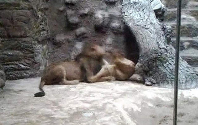 Bu olayın eşi benzeri yok! Görenler küçük dilini yuttu - Resim: 2