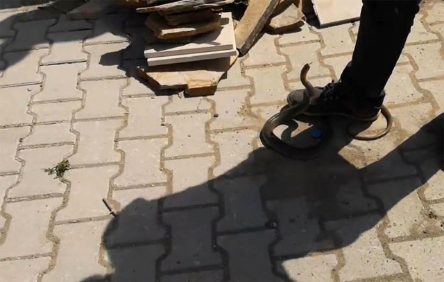 Bursa'da sitenin bahçesine giren yılanı eliyle yakaladı - Resim: 0