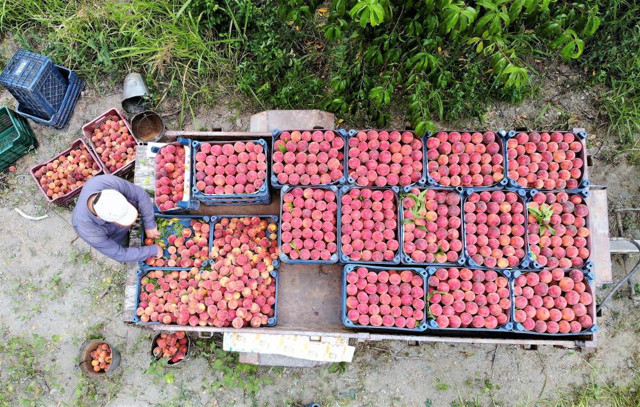 Kirazdan sonra en çok üretimi yapılan meyve! Şeftali tarlada bakın ne kadara düştü - Resim: 0