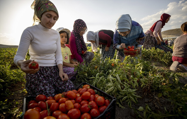 Her hafta sonu evde pişiyormuş, Emine Erdoğan, çiftçi kadınlarla birlikte toplayıp yaptı - Resim: 1