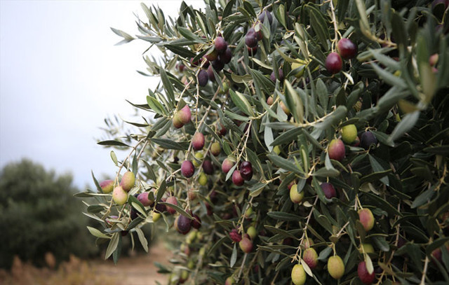 Bulduğu yöntemle bahçesindeki zeytin ağaçlarının verimini 10 kat artırdı - Resim: 0