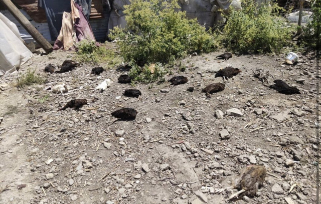 İçler acısı görüntüler! Başıboş köpekler 50 tavuğu telef etti - Resim: 0