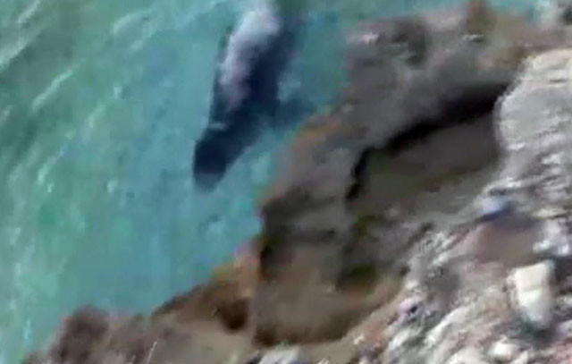 Dünyada sadece 4 yerde yaşıyor! Görenler hemen telefona sarıldı - Resim: 3