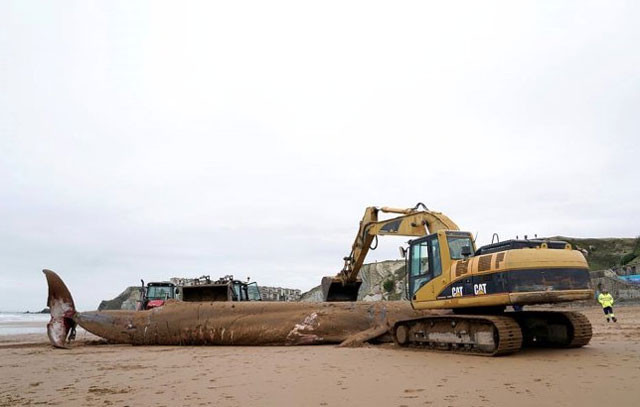 Bu kadar büyüğü daha önce görülmemişti! Ekskavatör yardımıyla kaldırılabildi - Resim: 4