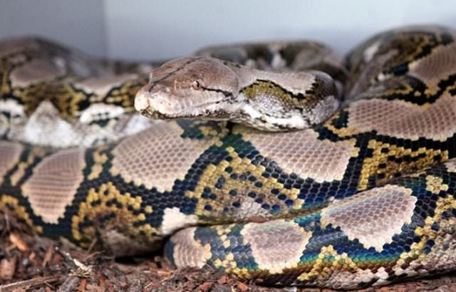 Yılan nasıl doğuruyor? Yumurtadan bir anda çıkıp... - Resim: 2