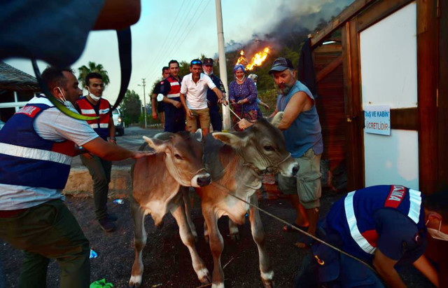 Manavgat Bodrum Milas Marmaris orman yangınlarında son durum Köyceğiz'de iki mahalle boşaltıldı - Resim: 4