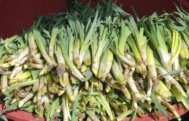 Şifa kaynağı kenger bitkisinin faydaları - Resim: 4