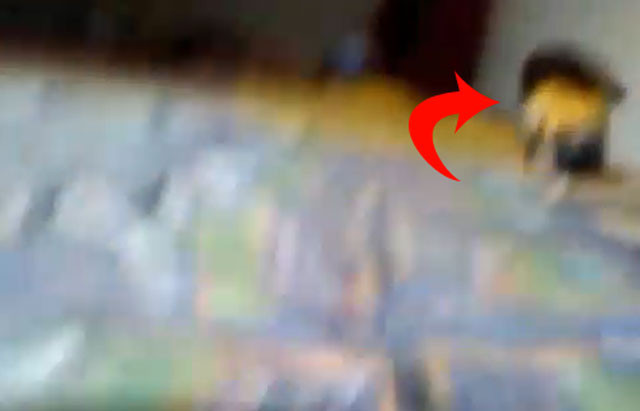 Görüntüdeki cin diyor Salih Memişoğlu sosyal medyayı salladı - Resim: 2