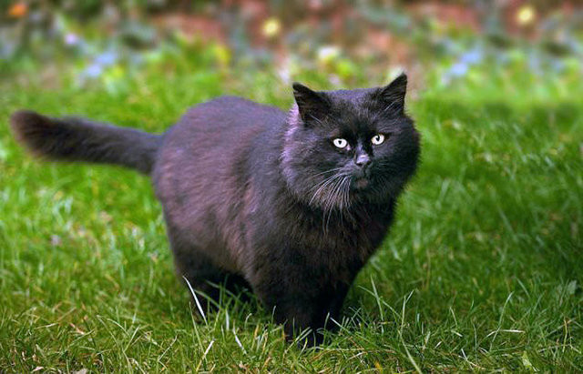 Gerçek 'Kara Kedi' - Resim: 4