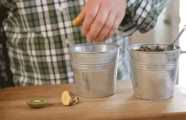  Kivi ve muzu aynı anda saksıya gömdü... Çıkan herkesi şoke etti! - Resim: 2