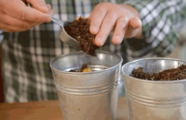  Kivi ve muzu aynı anda saksıya gömdü... Çıkan herkesi şoke etti! - Resim: 4