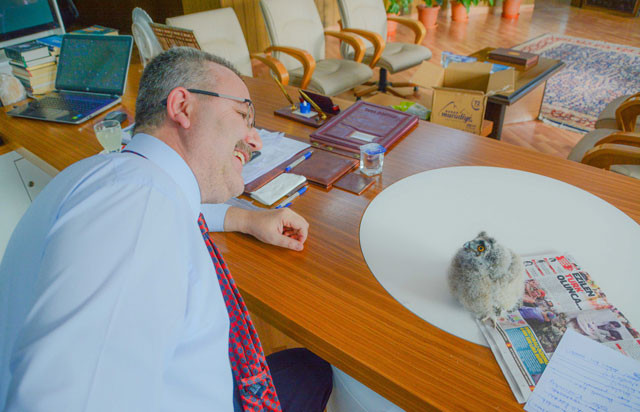 Bütün ilçe bu baykuşu konuşuyor belediye başkanının odasına yerleşti  - Resim: 2