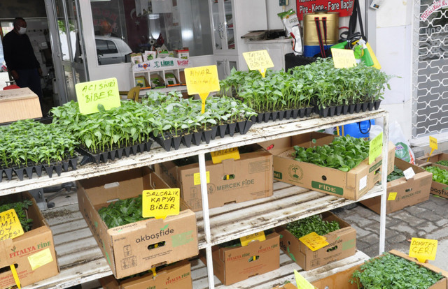 Antalya'da vatandaş fideye yöneldi fide satıcısı: Ömrümde böyle bir şey görmedim - Resim: 1