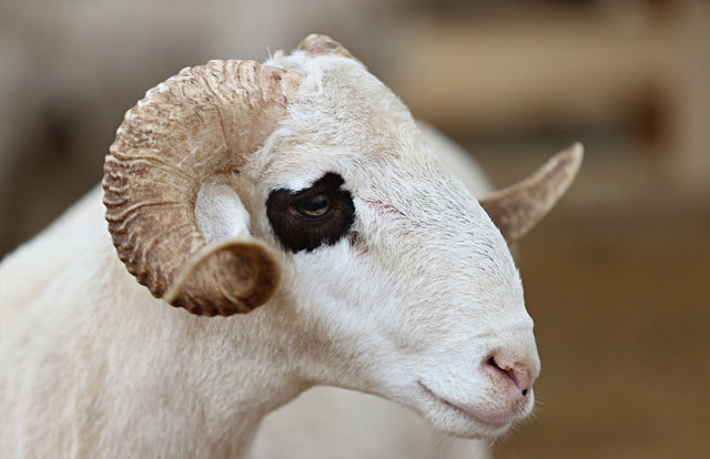 Bütün illerin kurbanlık fiyatları var! 2025 yılında kurbanlık kilo fiyatı bakın kaç lira - Resim: 1