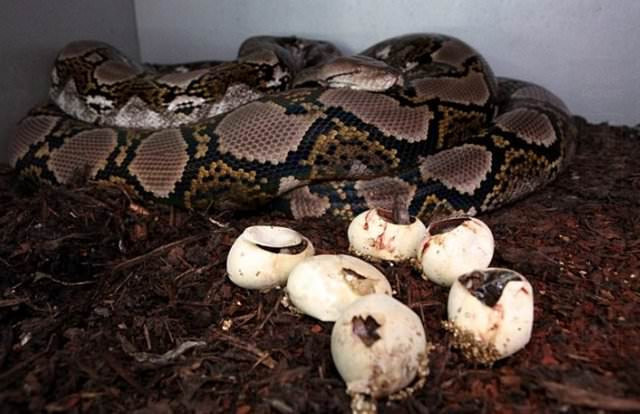 Yılan nasıl doğurur hiç görmüş müydünüz? - Resim: 1