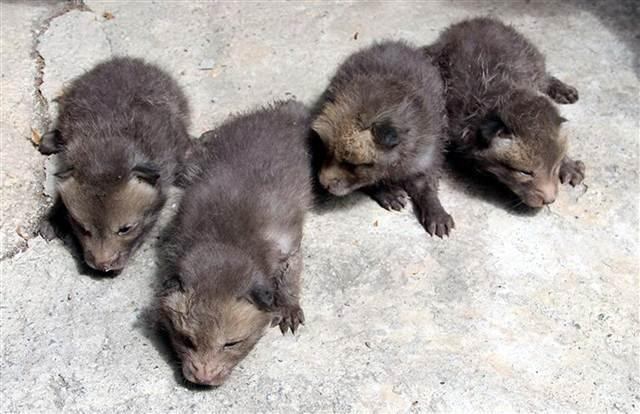 Eve giren tilki dördüz doğurdu - Resim: 4