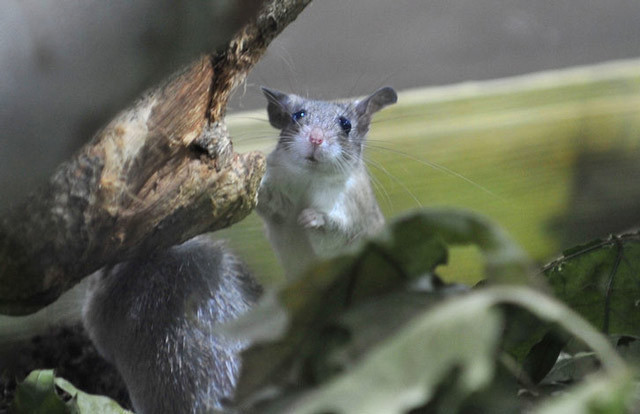 Dünyada sadece Mersin'de var! Anadolu dikenli faresi koruma altında - Resim: 1