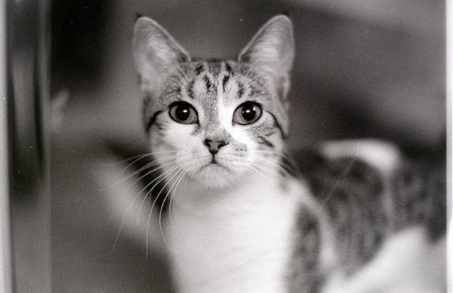 İslam'da kedinin yeri - Resim: 3