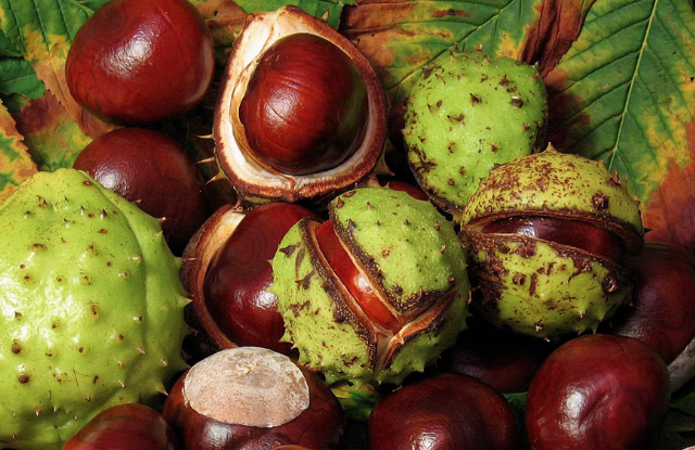 At kestanesi nedir şah damarına sürmenin inanılmaz faydası - Resim: 4