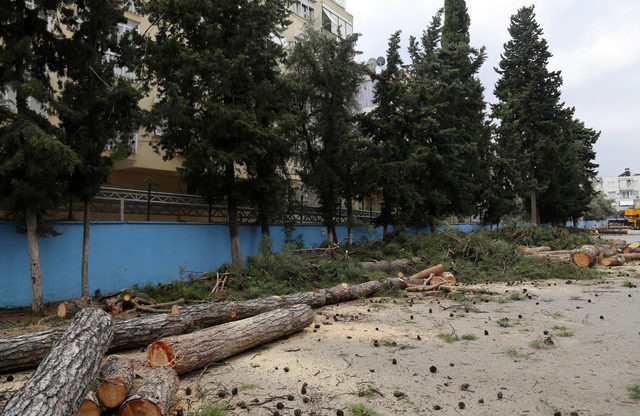 65 yıllık ağaçlar 'alerji yapıyor' diye kesildi - Resim: 2