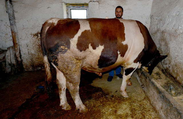 Kars'ta belinde yumurta durabilen tonluk boğalara yoğun ilgi - Resim: 0