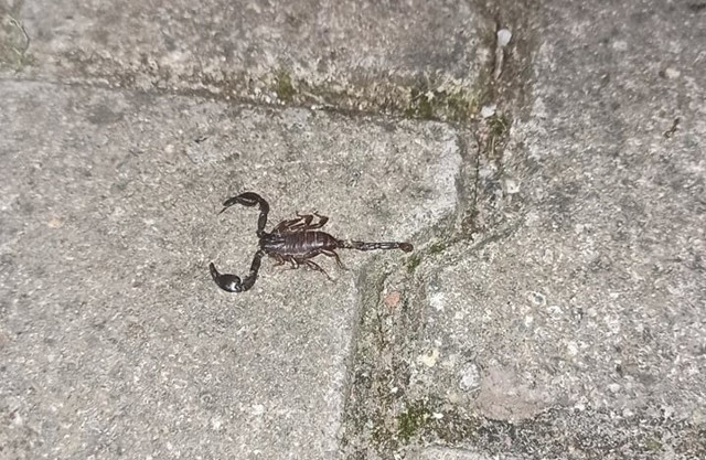 Zonguldak'ta mahalleyi zehirli akrep korkusu sardı! İlaç da kar etmedi - Resim: 0