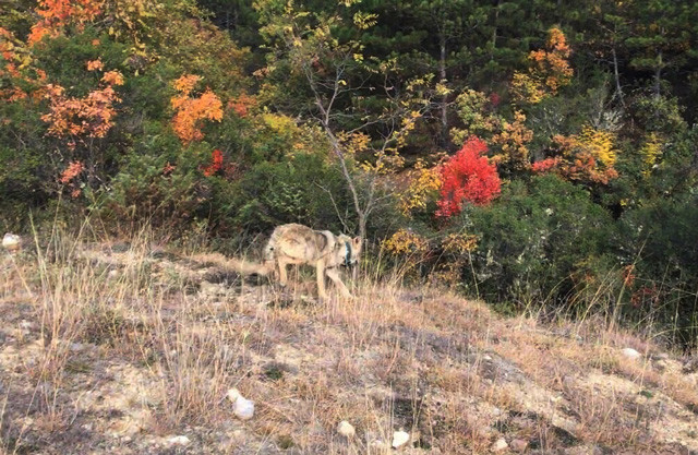 Sinop'ta çukura düşen kurda aç kalmasın diye tavuk verdiler - Resim: 1