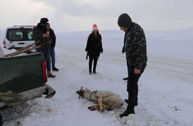 Köylüler yakaladı kaymakam devreye girdi! Korkutan görüntü - Resim: 4