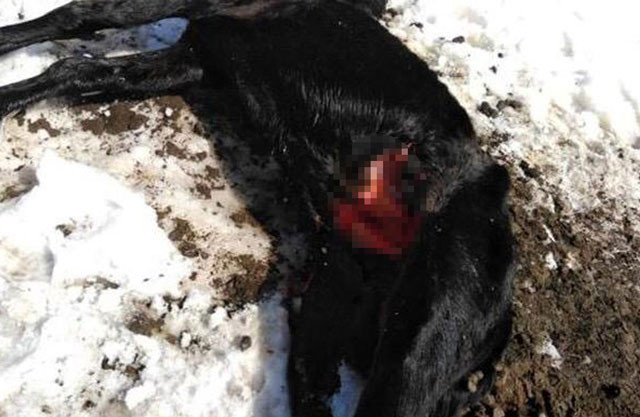 Köylüleri dehşete düşüren manzara! Yayla yolunda buldular - Resim: 4