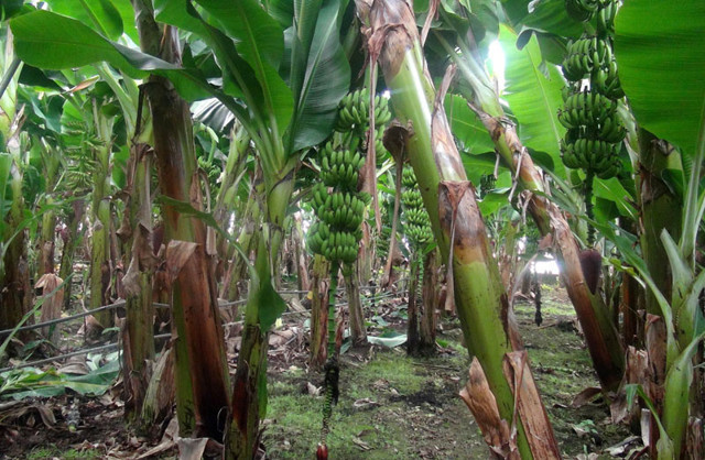 Mersinli muz üreticileri mutlu düğünleri 1 günden 1 haftaya çıktı - Resim: 0