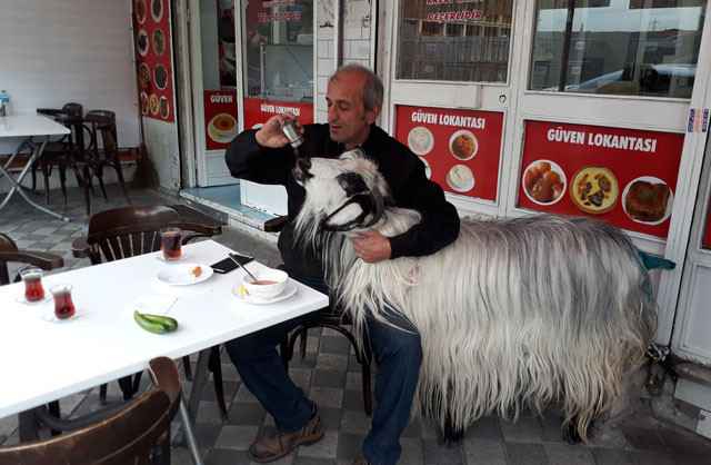 Sahibiyle kahvaltı yapan keçi bir anda hayatının şokunu yaşadı!  - Resim: 1