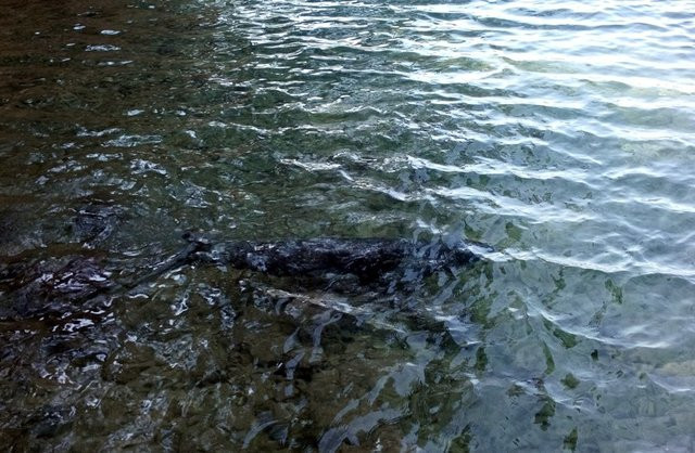 Bu hayvan türü Bodrum'da görüntülendi... - Resim: 2