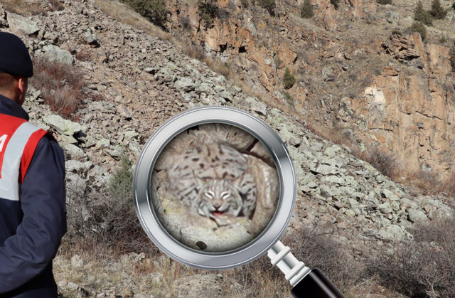 Jandarma paylaştı! Burada bir 'vaşak' var! Görebildiniz mi? - Resim: 1