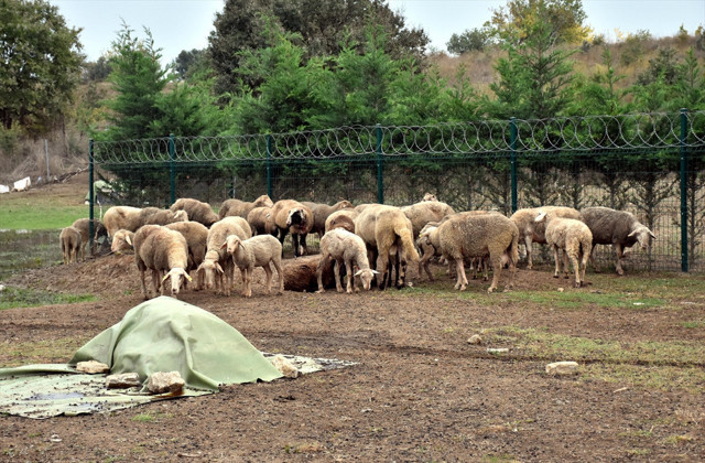 Tüyler ürperten görüntü! Sahipsiz köpeklerin saldırdığı 41 koyun ve keçi telef oldu! - Resim: 1