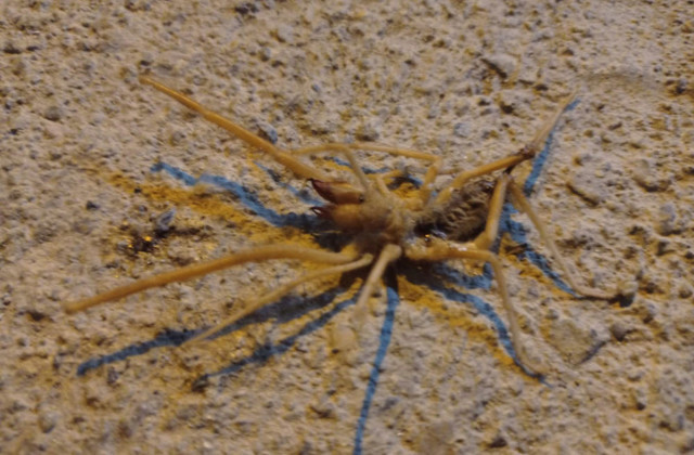 Akrep ve fare ile besleniyor! Havalar ısınınca ortaya çıktı görüntüsü ürküttü - Resim: 0