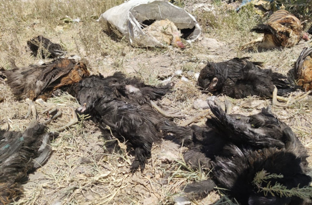 İçler acısı görüntüler! Başıboş köpekler 50 tavuğu telef etti - Resim: 1
