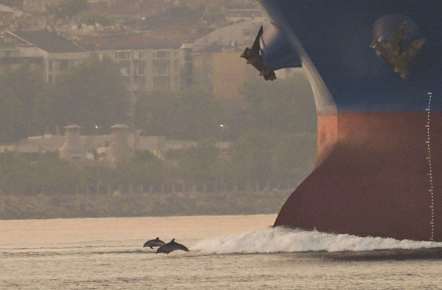 Yunuslar, İstanbul Boğazı'ndan geçen gemilere eşlik etti - Resim: 0