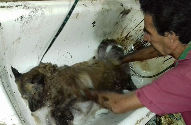 Yolda öyle bulundu ki köpeğin son haline bakın - Resim: 4