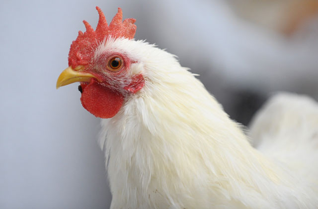 Bu tavuklar podyuma hazırlanıyor! - Resim: 3