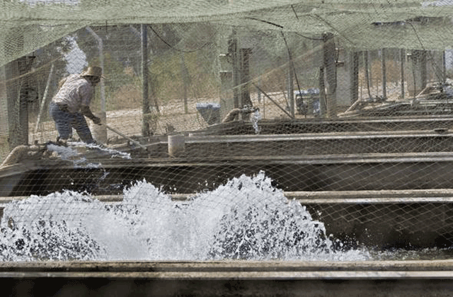 Kilosu 5 bin eurodan satılıyor! Dünyanın en pahalısı! Karnını yarıp... - Resim: 3